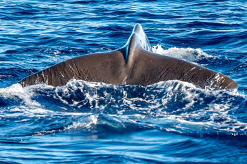Detail of tail of a Spermwhale Sperm whale while deep diving from sea surface close up at sunset