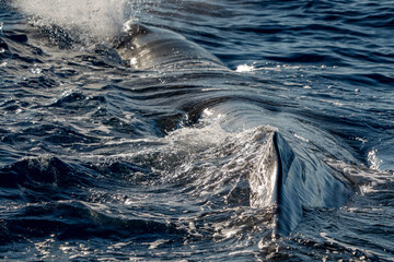 Detail of dorsal fin of a Spermwhale Sperm whale blowing and breathing on sea surface close up at sunset