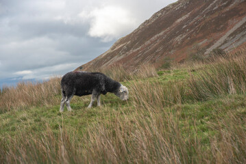 Herdwick sheep on the fells in Cumbria