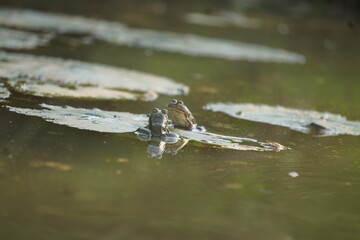 Frog sitting peacefully on a lotus leaf in a calm pond, symbolizing balance, nature’s beauty, and tranquil harmony	