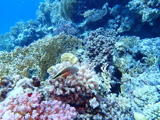 Diving