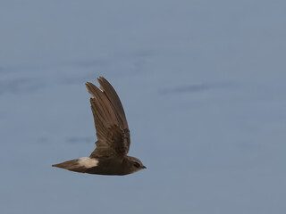 Little Swift (Apus affinis).

Formerly considered conspecific with House Swift (Apus nipalensis). Small compact bird, short tail, white rump. Urban areas, cliffs, flies swiftly, catching insects