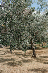 Fototapeta premium old olive tree in the valley in Italy 