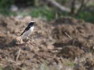 Variable Wheatear (Oenanthe picata)

Striking black-and-white songbird. Common in arid deserts and cultivated areas. Insectivorous, photogenic, perfect for nature and wildlife photography.