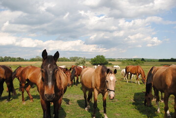 Fototapeta premium horses in the field