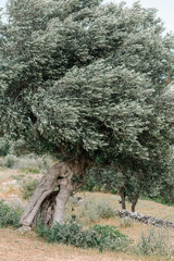 old olive tree and strong wind