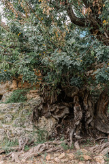 old olive tree in the woods
