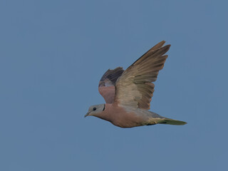 Red Collared Dove or Red Turtle Dove (Streptopelia tranquebarica).

Reddish-brown, black collar. Open woodlands, agricultural areas. Feeds on seeds and grains. Summer breeder to plains of Pakistan.
