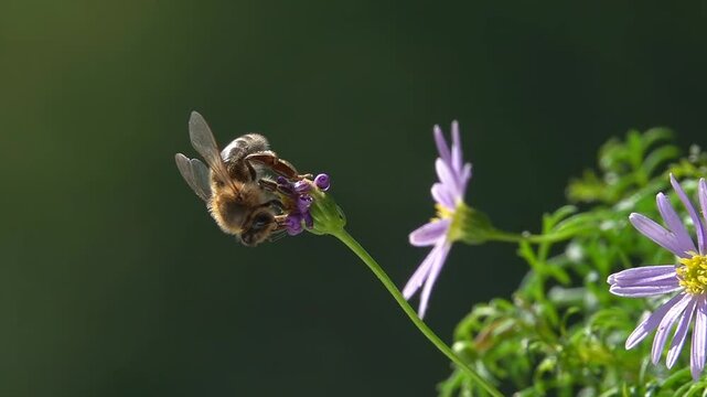 Bee on little Flower. close-up view. Slow-motion. purple daisy flowers
