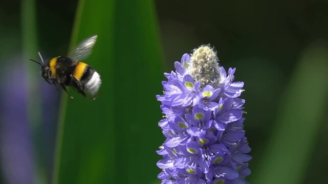 A bumblebee taking off from a Pontederia cordata flower in a blurred green aquatic plant background