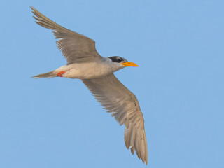 River Tern (Sterna aurantia)

“Vulnerable” on IUCN Red List of Threatened Birds. Sleek bird,black cap,yellow bill,long wings. Rivers. lakes. Dives for fish, graceful flight.