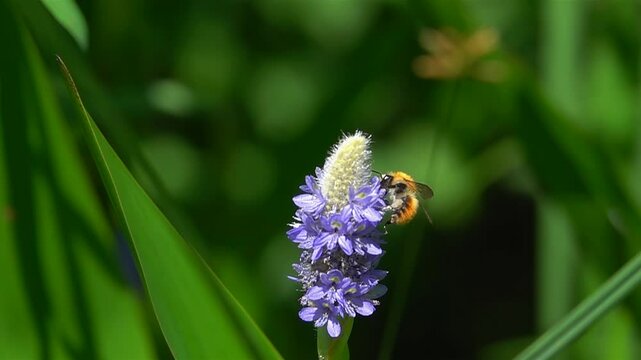 Bee orange bumblebee, Bombus hortorum, foraging on purple flowers Pontederia in a blurred green background of aquatic plants