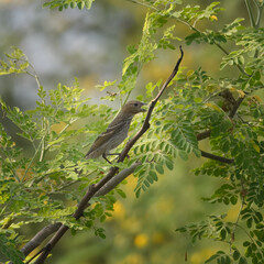 Common Rosefinch (Carpodacus erythrinus).
An erratic migrant through many regions of Pakistan. 
