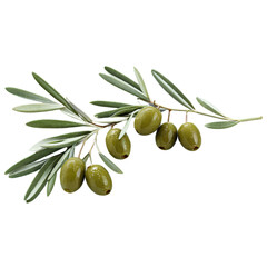 olive branch isolated on transparent background