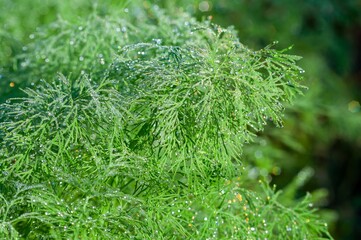 Fresh green dill herb glistens with morning dew in a close-up, capturing its aromatic beauty.