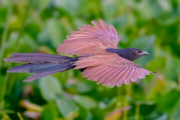 Greater Coucal (Centropus sinensis)
In Pakistan, found throughout the plains. Its booming call is music in rural landscape, raids other birds and has predatory instinct