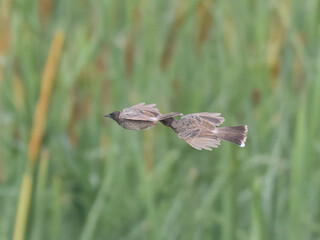 Red-vented Bulbul Pycnonotus cafer in flight vocal bird with black crest and crimson vent. Native to South Asia, invasive elsewhere. Ideal for wildlife, invasive species, and birdwatching themes