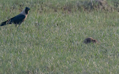 Lesser bandicoot rat Bandicota bengalensis fleeing through Pakistan farmland - crop pest rodent...