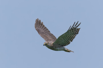 Shikra (Accipiter badius).

Agile hunter darts through trees, bushes, snatches birds and rodents. Common falconry bird in Pakistan.
