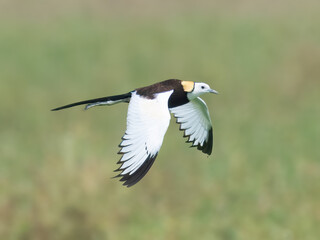 Pheasant-tailed Jacana (Hydrophasianus chirurgus).

Migrates long distance,different breeding,non-breeding plumage.Walks on floating vegetation,water lilies. Pond,lakes.Females mate with multiple male