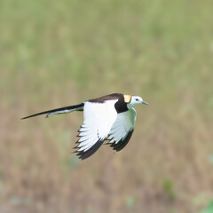 Pheasant-tailed Jacana (Hydrophasianus chirurgus).

Migrates long distance,different breeding,non-breeding plumage.Walks on floating vegetation,water lilies. Pond,lakes.Females mate with multiple male