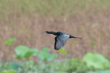 Little Cormorant (Microcarbo niger).

Black plumage. Dives for fish in freshwater & coastal areas. Often seen basking or drying its wings.