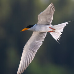 River Tern (Sterna aurantia)

“Vulnerable” on IUCN Red List of Threatened Birds. Sleek bird,black cap,yellow bill,long wings. Rivers. lakes. Dives for fish, graceful flight.