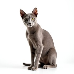 High Quality Shorthair Cat Isolated on White Background, Professional Studio Shot