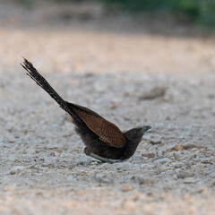 Greater Coucal (Centropus sinensis)
In Pakistan, found throughout the plains. Its booming call is music in rural landscape, raids other birds and has predatory instinct