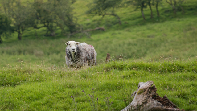 Herdwick sheep grazing in a field of green grass in the countryside of Cumbria, Lake District.