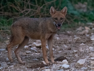 Golden Jackal (Canis aureus)

Wily opportunist! Thrives in diverse habitats. Adaptable hunter, eats meat, fruit and carrion. Found in Eurasia.