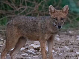 Golden Jackal (Canis aureus)

Wily opportunist! Thrives in diverse habitats. Adaptable hunter, eats meat, fruit and carrion. Found in Eurasia.