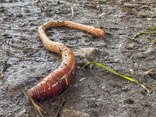An earthworm found in the soil near a path