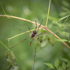 Daddy Long Leg aka Harvestman on green leaf in the forest