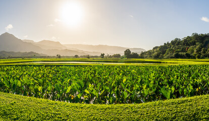 Lush taro fields bask in the sun near Hanalei on Kauai's north shore, framed by verdant mountains...