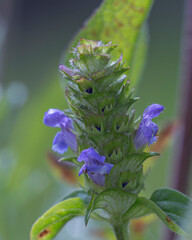 A macro shot of a prunella vulgaris flower head. Also known as self heal plant, short lived...