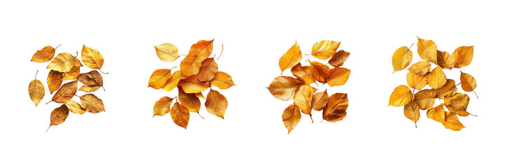 Fototapeta premium A bunch of golden autumn leaves scattered elegantly, captured in a studio environment with balanced lighting and isolated on a transparent background
