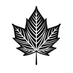 Stylized black and white maple leaf with intricate vein pattern on white background