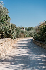 path to the sea through the olive valley