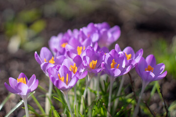 Woodland crocus, early crocus or crocus tommasinianus crocus purple flowers in the sunny spring garden