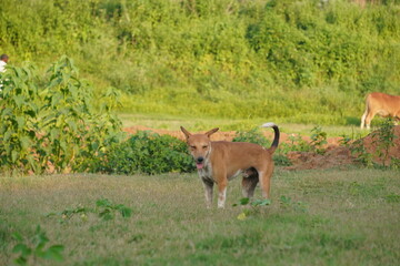 Discover the Indian Native Dog, a loyal, intelligent, hardy breed known for natural hunting...