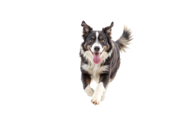 Energetic Border Collie: A photorealistic portrait of a lively border collie charging forward, displaying unbridled joy, with a bright, alert expression.