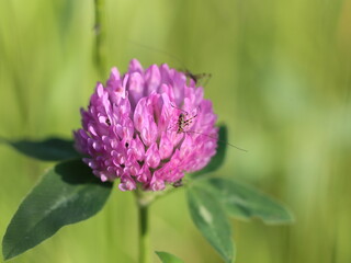 flower of a thistle