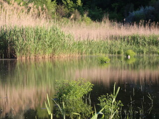 reeds in the water