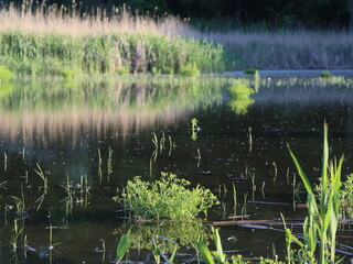 Obraz premium reflection in the water