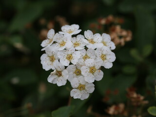 apple tree blossom