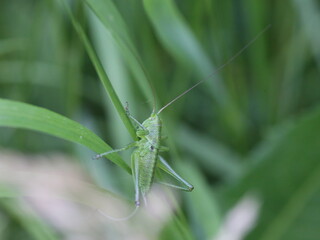 grasshopper on the grass