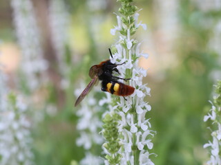 fly on a leaf