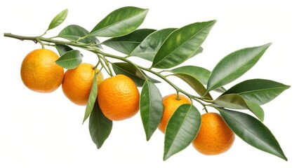 Tangerine Branch Fresh Citrus with Lush Green Leaves on White Backdrop, CitrusFruit ,FreshFood