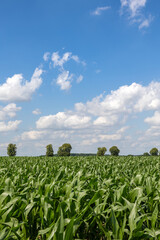 Agriculture: Young corn plants in the field in the Sauerland